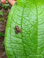 Pristimantis crenunguis