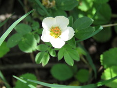 Kallstroemia rosei