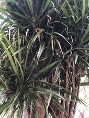 Dracaena reflexa angustifolia