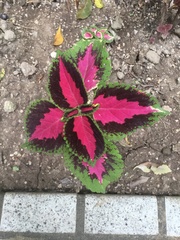 Coleus scutellarioides