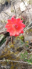 Borzicactus sepium
