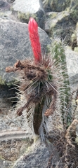 Borzicactus sepium