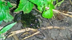 Fejervarya cancrivora