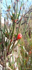 Ephedra americana