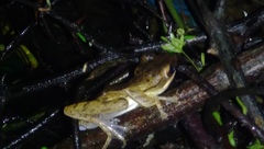 Polypedates leucomystax