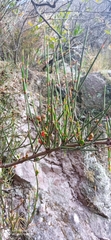 Ephedra americana