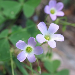 Oxalis alpina