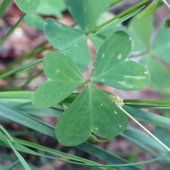 Oxalis alpina