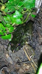 Fejervarya limnocharis