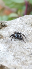 Corythalia argentinensis