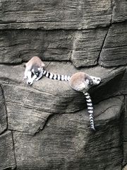 Lemur
