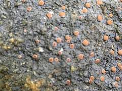 Fuscopannaria coralloidea