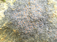 Fuscopannaria coralloidea