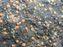 Fuscopannaria coralloidea