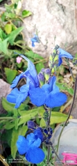 Salvia sagittata