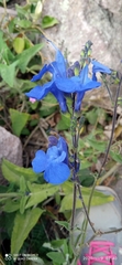 Salvia sagittata