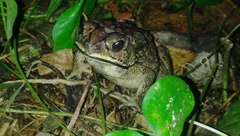Duttaphrynus melanostictus