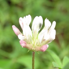 Trifolium pinetorum