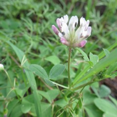 Trifolium pinetorum