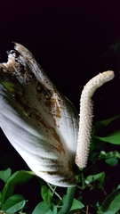 Spathiphyllum wallisii