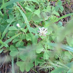 Trifolium pinetorum