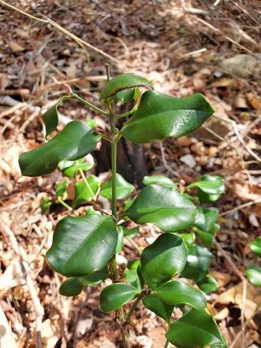 Garcinia image