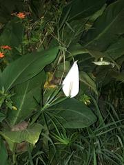 Spathiphyllum wallisii