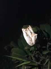 Spathiphyllum wallisii