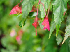 Begonia