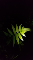 Phanerophlebia