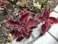 Coleus scutellarioides