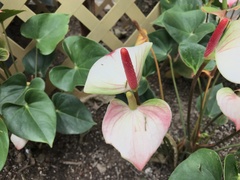 Araceae