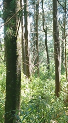 Pachycephala olivacea