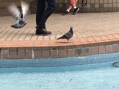 Columba livia domestica