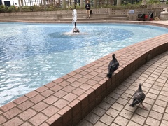 Columba livia domestica