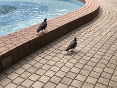 Columba livia domestica
