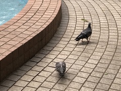 Columba livia domestica