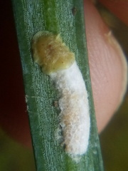 Pulvinaria camelicola