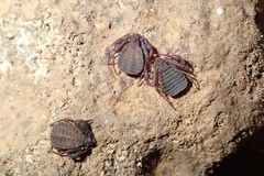 Pseudogarypus
