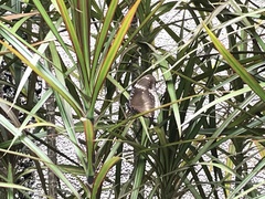 Dracaena reflexa angustifolia