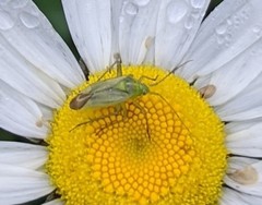 Closterotomus