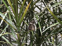 Dracaena reflexa angustifolia