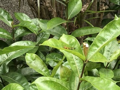 Amata grotei