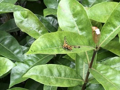 Amata grotei