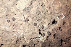 Pseudogarypus