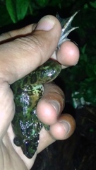 Fejervarya limnocharis