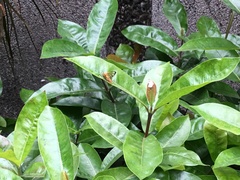 Amata grotei