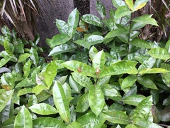 Amata grotei