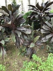 Cordyline fruticosa