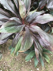 Cordyline fruticosa